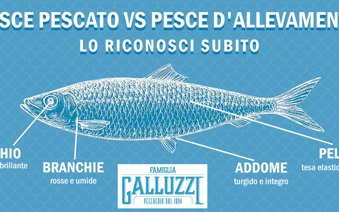 Pesce pescato vs pesce d'allevamento