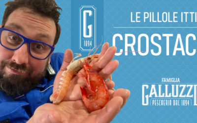 Crostacei dei nostri mari