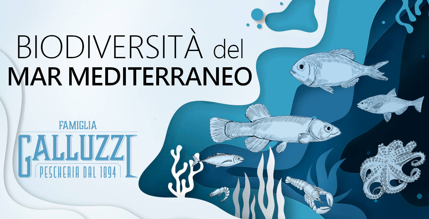 biodiversità del Mar Mediterraneo