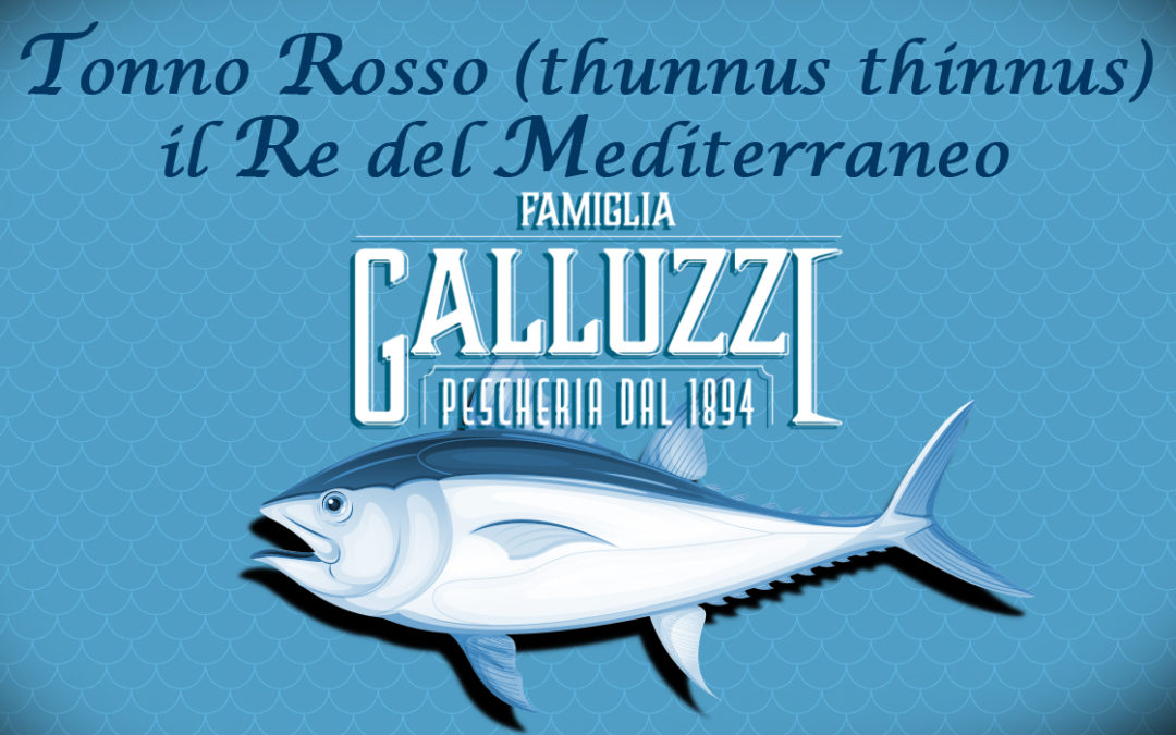 tonno-rosso-del-mediterraneo-a-roma