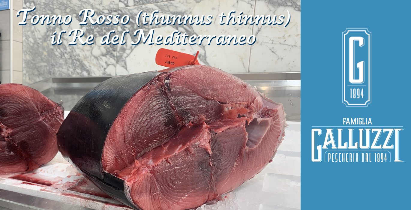tonno-rosso-il-re-del-mediterraneo-a-roma tonno rosso roma