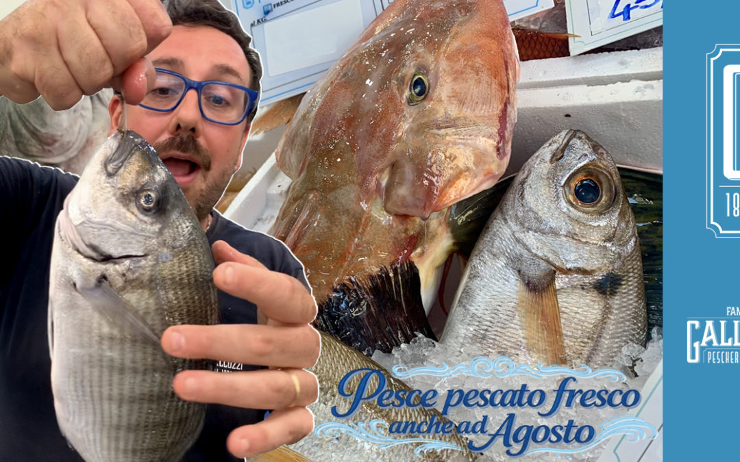 Pesce pescato fresco anche ad agosto: la qualità della Famiglia Galluzzi